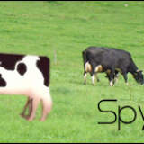 Spycow