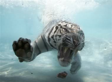 bengaltigerswimming.jpeg