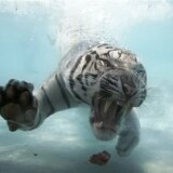 bengaltigerswimming