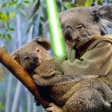 koalas-picture