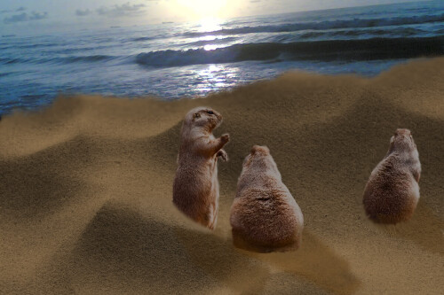 prairieDogs1200-2.jpeg