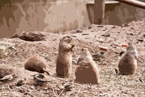 prairieDogs1200.jpeg