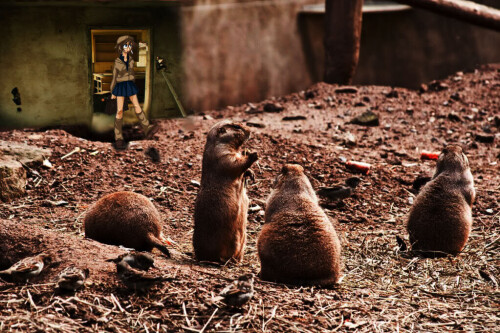 prairieDogs120666666666660-1.jpeg