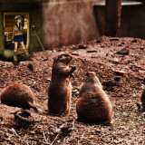 prairieDogs120666666666660-1