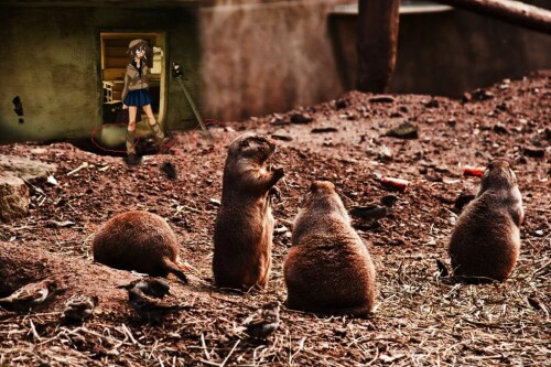 prairieDogs120666666666660.jpeg