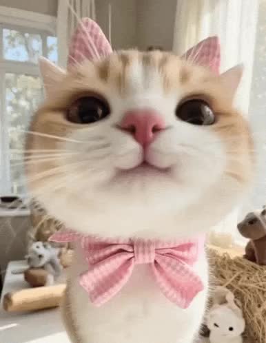 cat-cute-cat-bow.mp4
