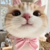 cat-cute-cat-bow