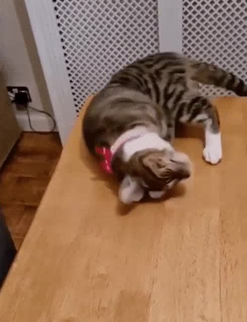 cat-cutecat.mp4