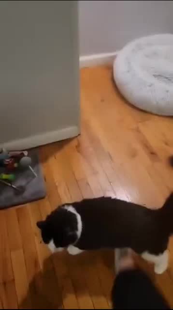 cat-flip.mp4