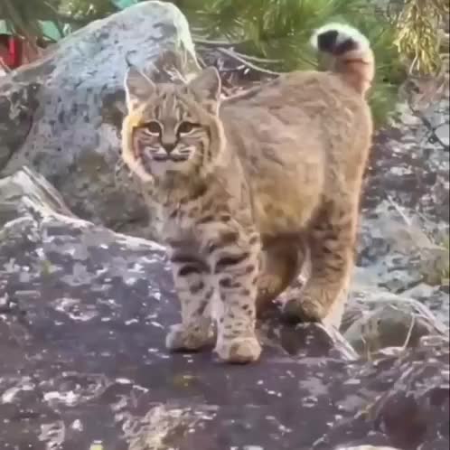 cute-lynx-cub.mp4
