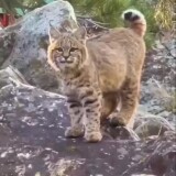 cute-lynx-cub