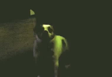 dogs dance