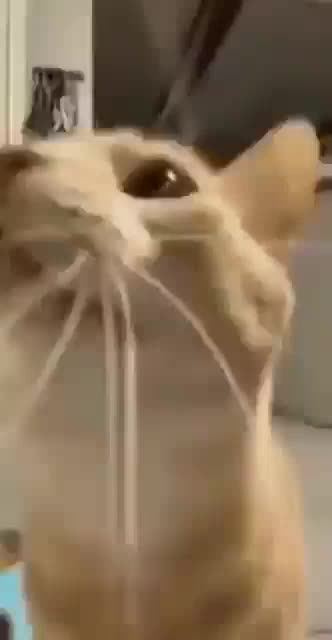 flying-cat.mp4