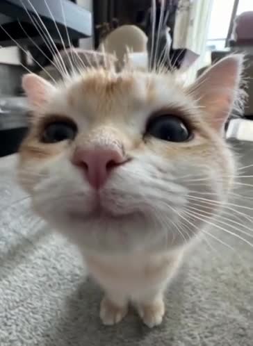 happy-cat-silly-cat.mp4