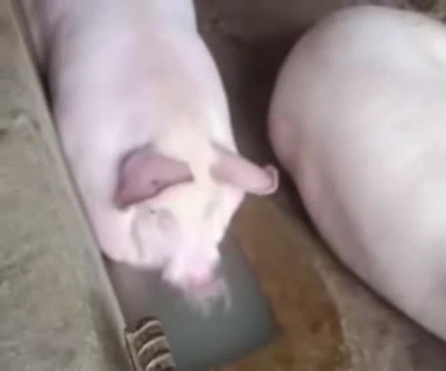 pig-blowing-bubbles.mp4