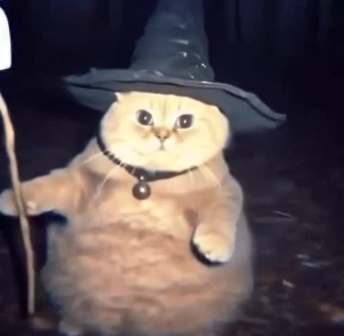 wizard-cat-sunday.webm