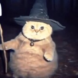 wizard-cat-sunday